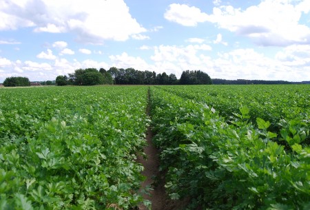 Schöll Wurzelpetersilienbestand im Juli