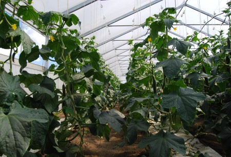 Schöll Gurkenbestand im Juli